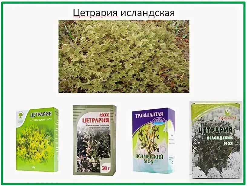 Цетрария как вырастить дома. Растение цетрария. исландский мох (цетрария). исландский мох цетрария исландская. цетрария в саду.