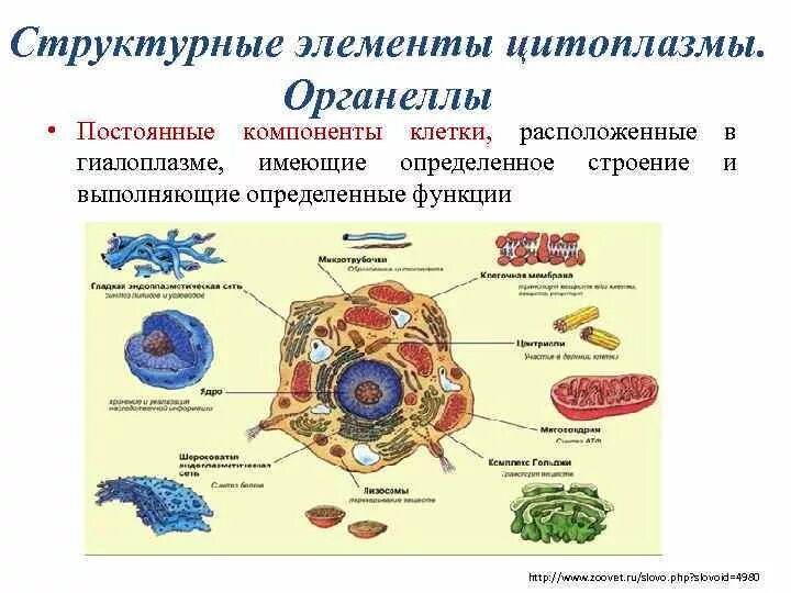 Какой основной компонент содержится в цитоплазме. Строение клетки эукариот основные части клетки. Функции органоидов эукариотической клетки. Строение животной клетки эукариот. Схема основных органоидов клеток.