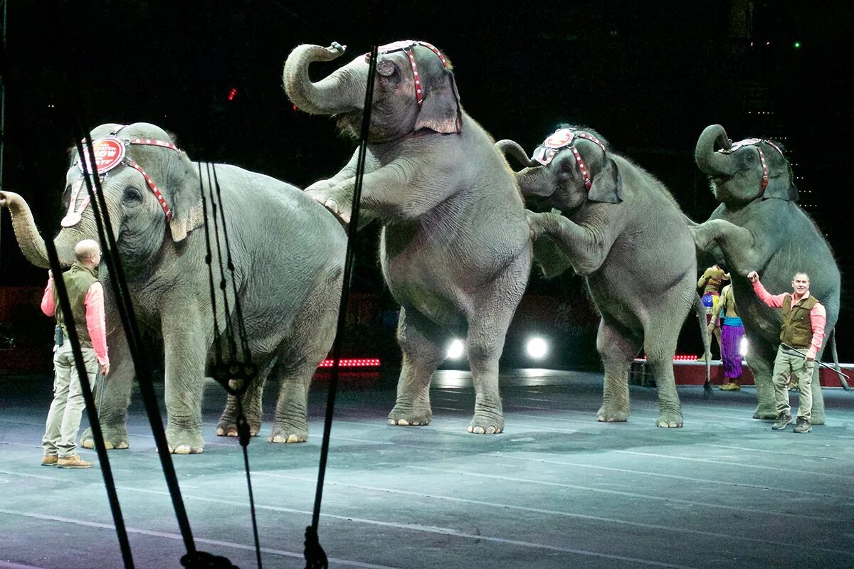 Цирковые животные. Слоны в цирке. Звери в цирке. Слоны на арене цирка. Запрет животных в цирке