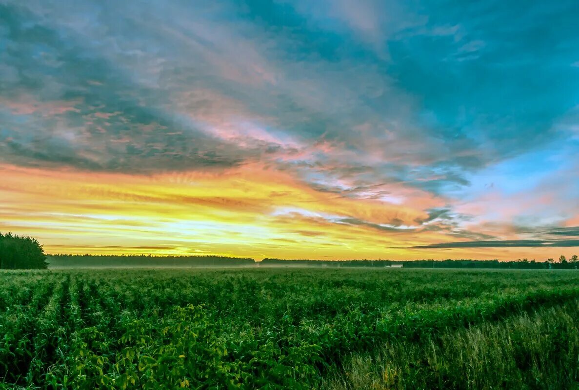 утренний рассвет. какая погода летом. конец года. утренний туман. утренняя земля.