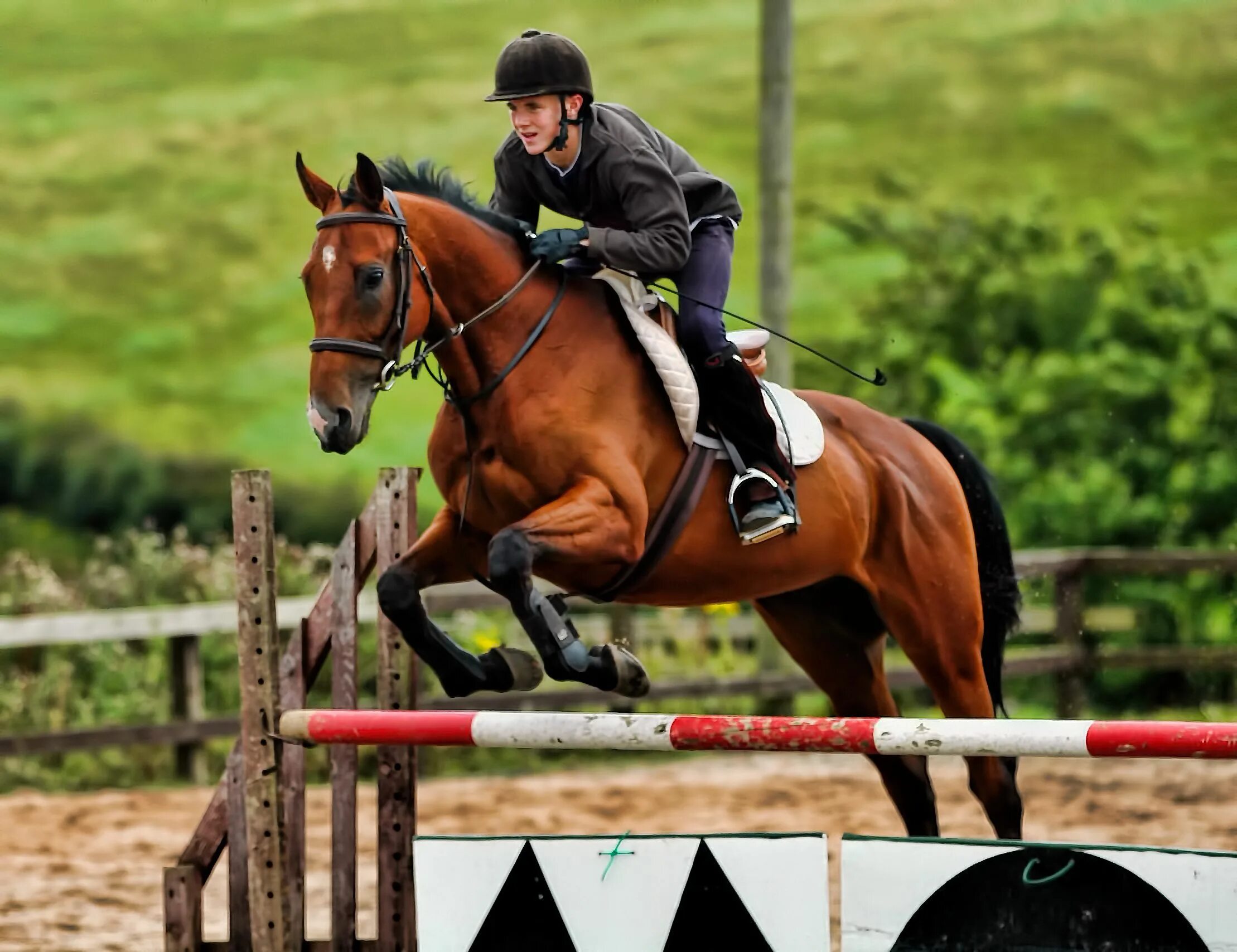 Horse sport. Лошади. Конкур. Конный спорт.. Ганноверская лошадь конкур.