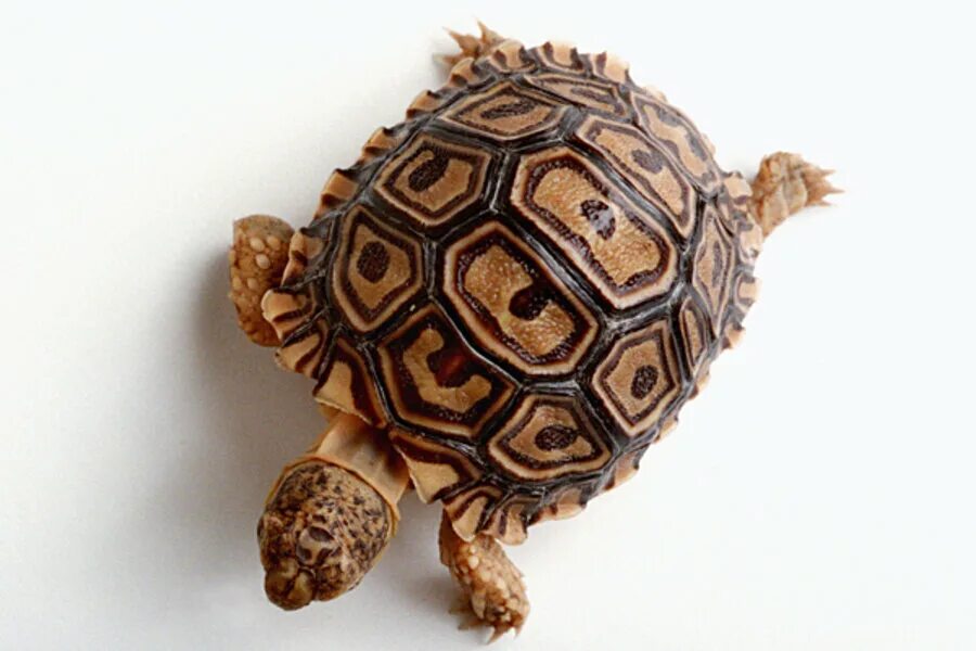 Tortoise Shell. Great Turtle Shell. Tortoise  Shell texture.