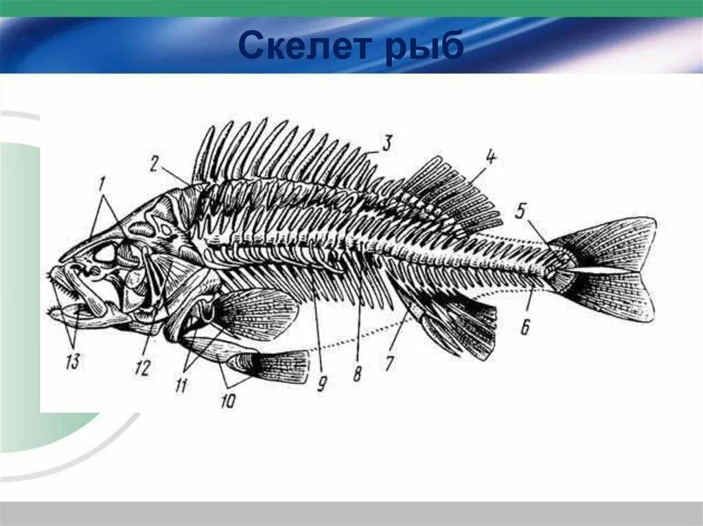 Скелет рыбы спереди. Строение скелета костистых рыб. Скелет костистой рыбы окуня. Значение скелета рыбы. Строение скелета костистых рыб.