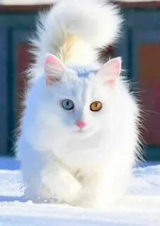 Кошки очень