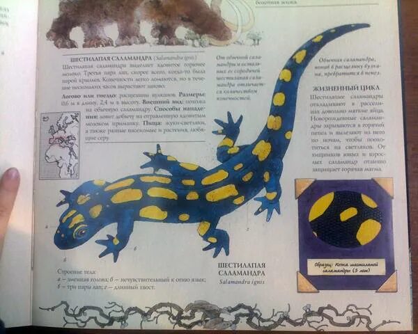 Читать саламандра полностью. Шестилапая саламандра. всё о монстрах читать. гипотеза о монстрах книга. монстрология книга огненная саламандра.
