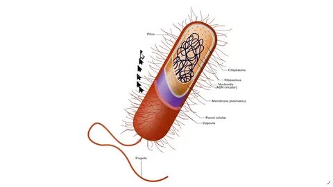 Características das células procariontes. - YouTube
