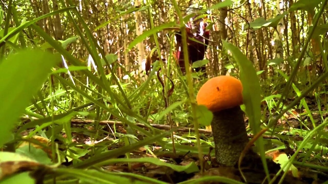 По грибы короткометражка. Видео про грибы. Ролики с грибами. По грибы видео.