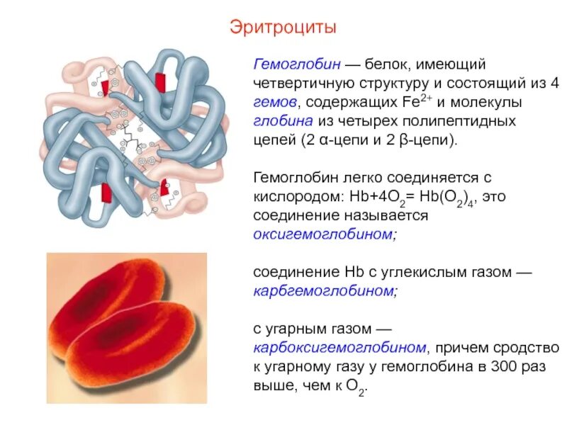 Эритроцит уровень организации живой. Эритроциты содержат белок гемоглобин. гемоглобин строение и структура гема. гемоглобин структура белка. строение белков гемоглобина.