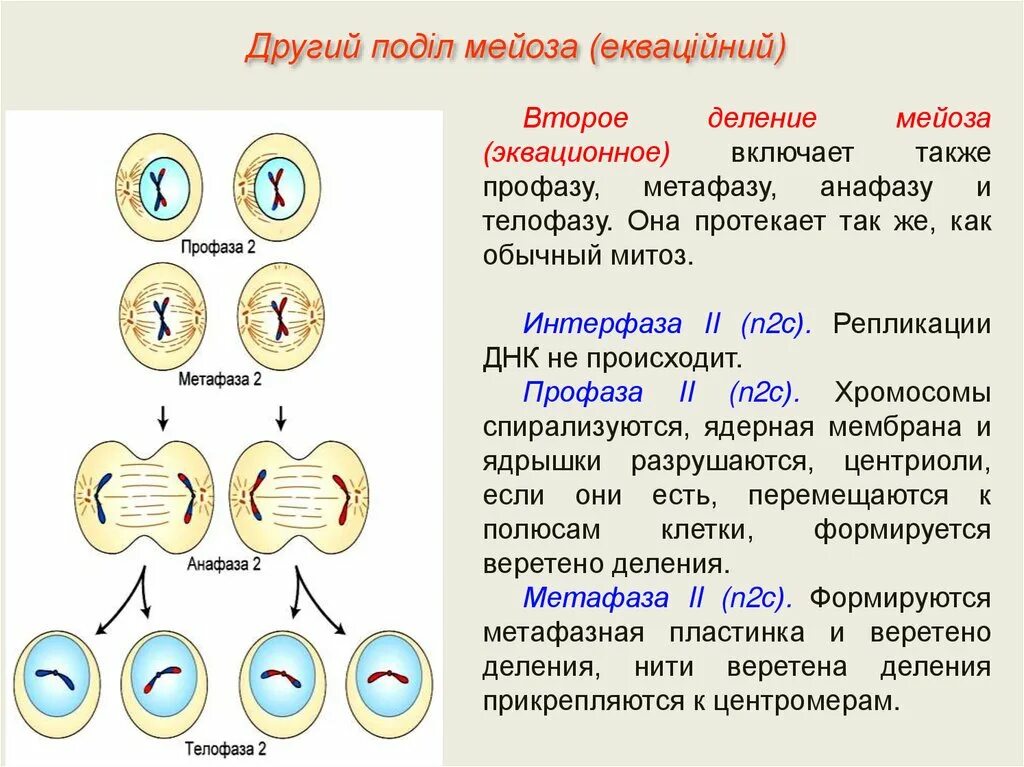 Деление цитоплазмы в мейозе