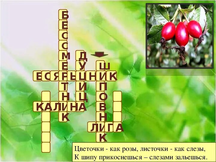 Комнатное растение 7 букв на д сканворд. Кроссворд лекарственные растения. Кроссворд на тему лекарственные растения. Кроссворд лекарственные растения с ответами. Кроссворд лекарственные травы для детей.