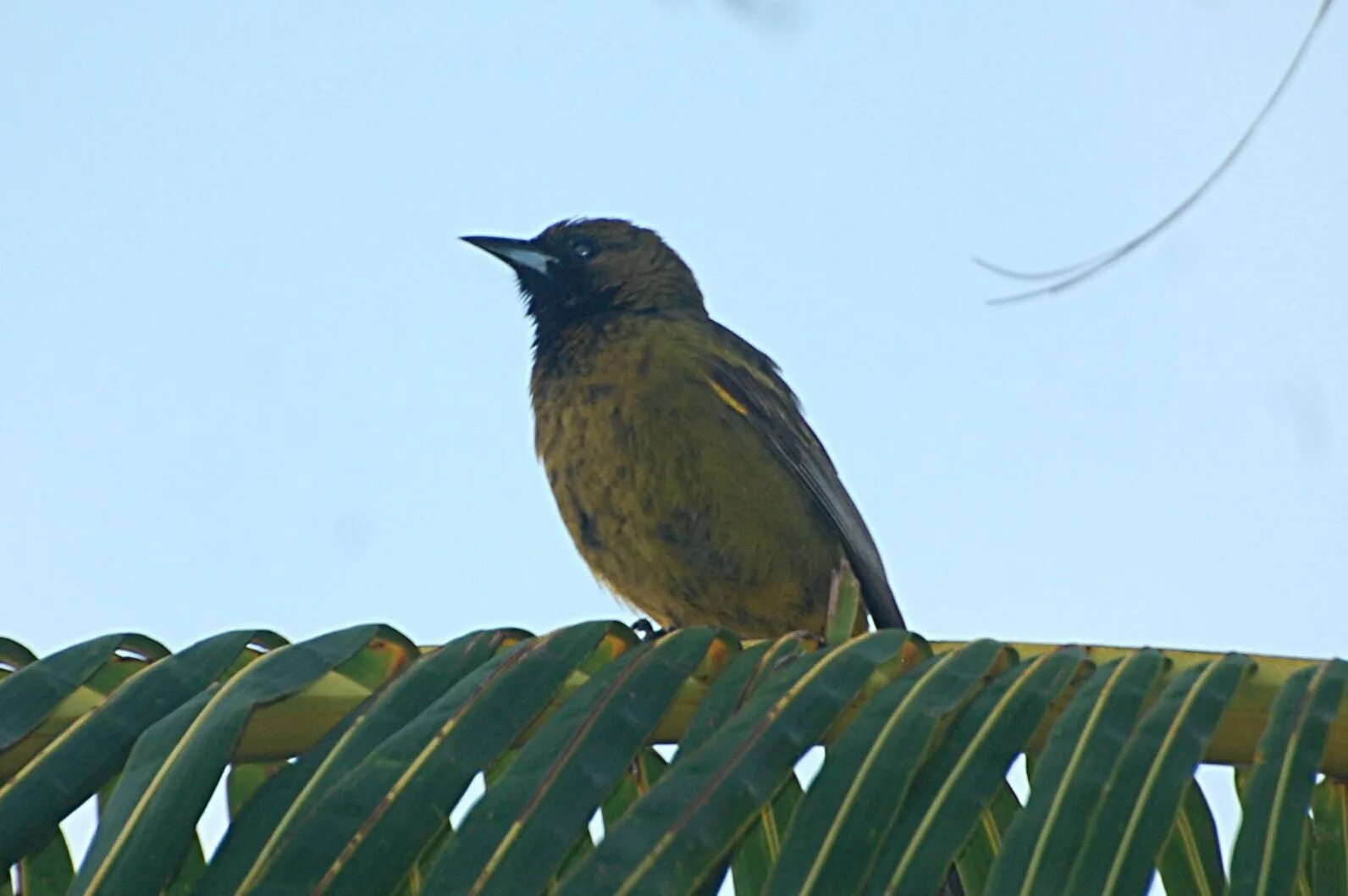 Кубинская Иволга. Icterus Melanopsis. Кубинские птицы. Птицы на Кубе.