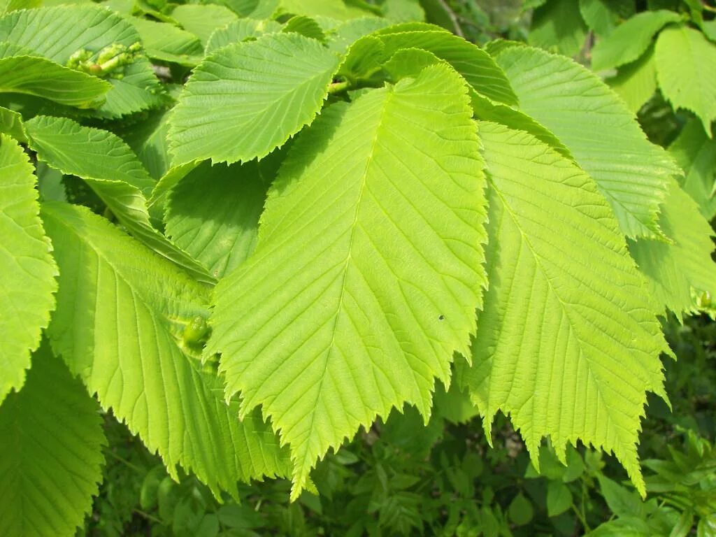 Карагач описание. Вяз гладкий (Ulmus laevis). Вяз шершавый (Ulmus glabra). Вяз Ильм карагач. Вяз малый (Ulmus Minor).