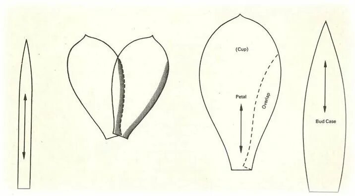 Форма листьев лилии. Трафарет лепестков. Трафареты лепестков цветов. Трафарет лепестка тюльпана. Лепесток лекало.