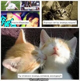 3 кота ты знаешь