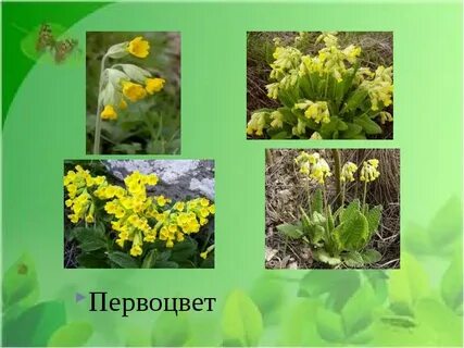 Виды первоцветов с названиями