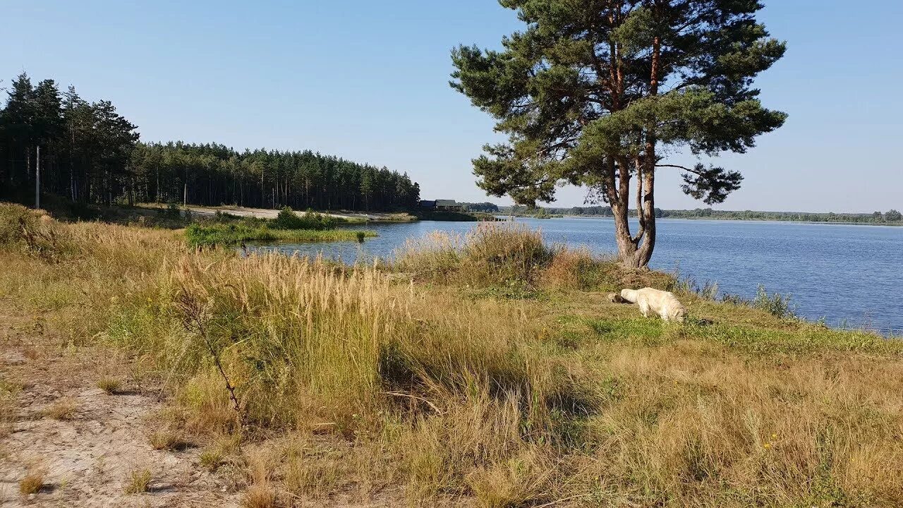 Парк отель песчаный Курская область. Песчаный парк в Железногорске. Песчаный Железногорск Курская область. Парк отель песчаный Железногорск Курской. Железногорского водохранилища курской обл