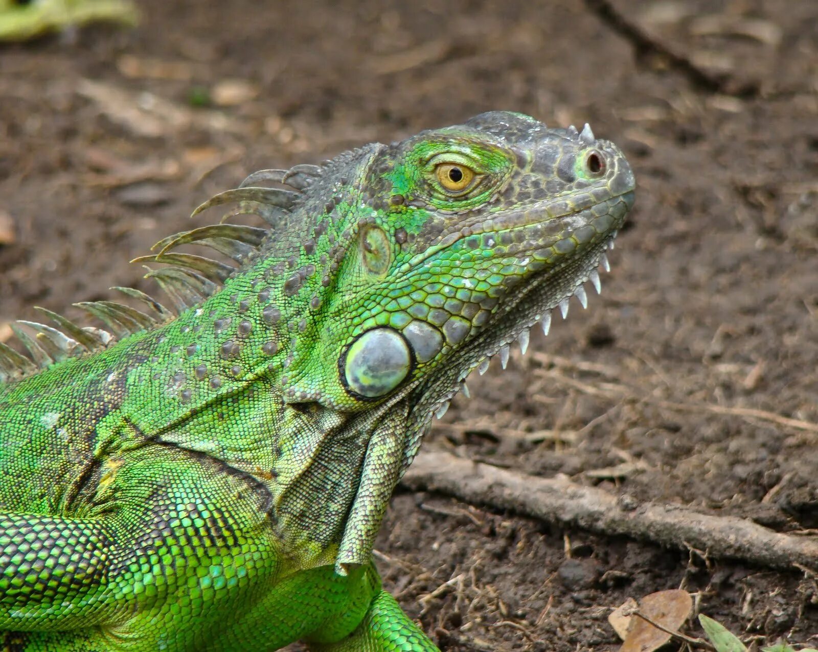 Игуановые. Игуана зеленая обыкновенная. Зеленая игуана (Iguana Iguana). Южная Америка зеленая игуана. Мадагаскарская игуана обыкновенная.