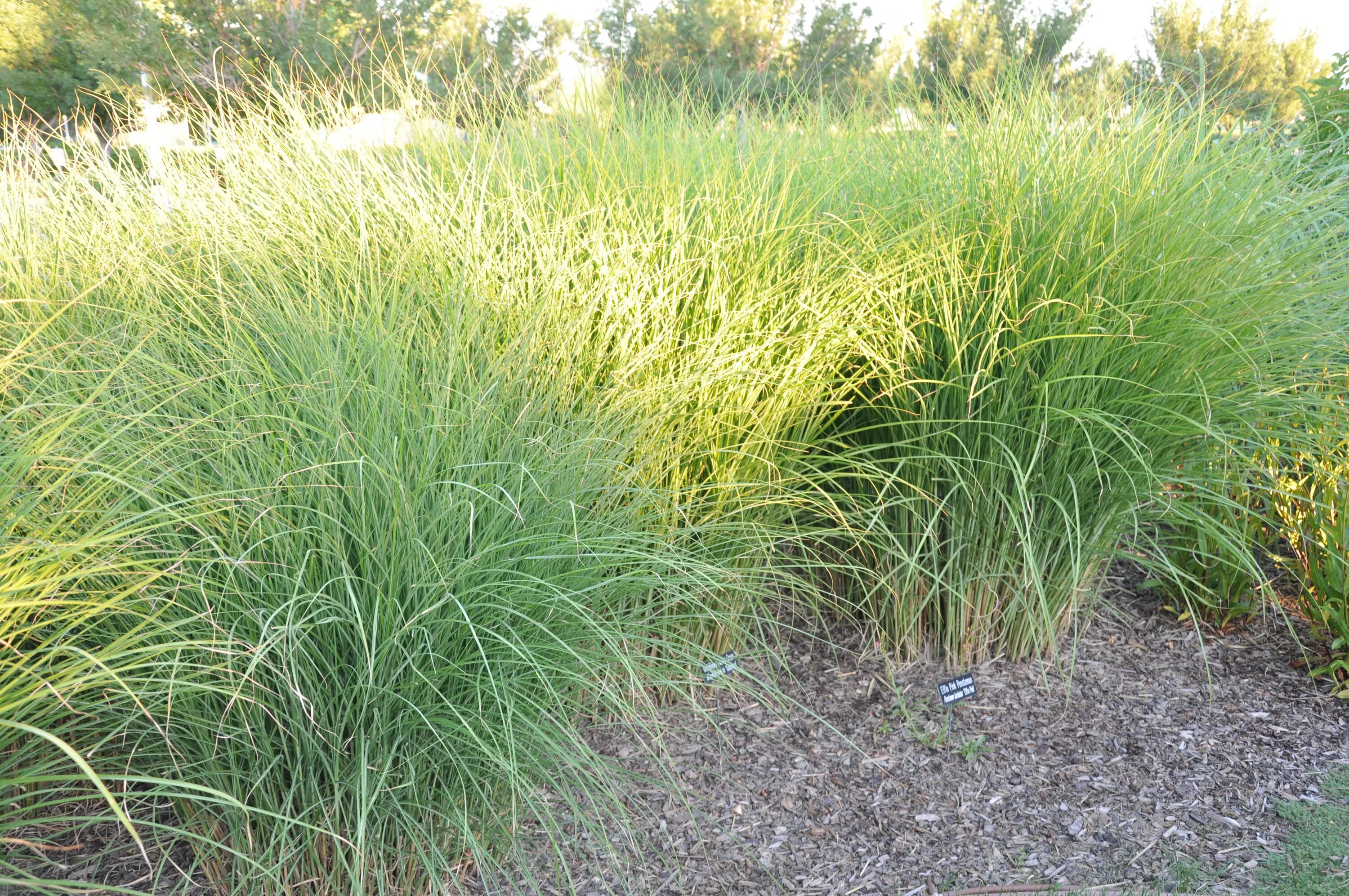 мискантус грацилимус. мискантус китайский грацилимус. Gracillimus. мискантус грацилимус. мискантус грацилимус.