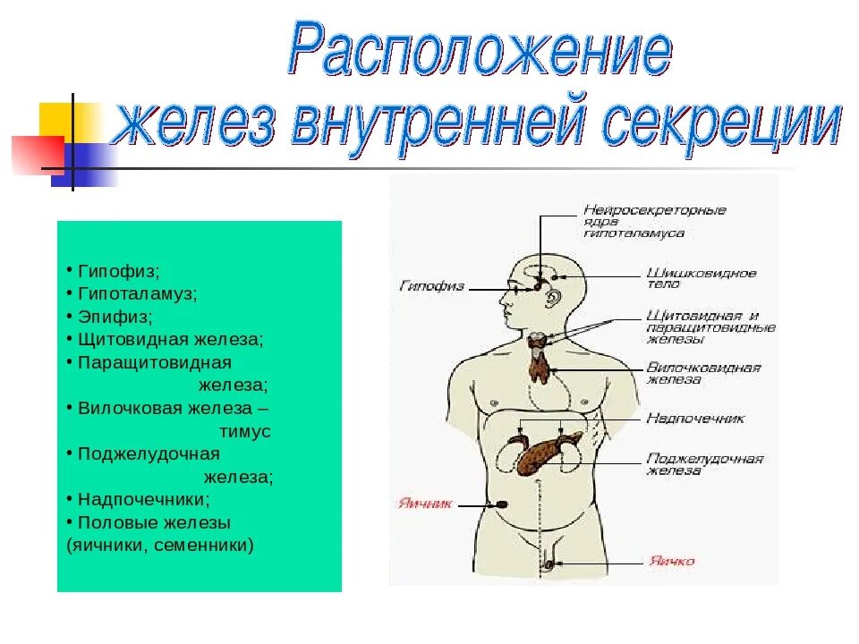 Гипофиз независимые. Железы внутренней секреции гипофиз гормоны и их функции. .Система желез внутренней секреции. Функции. Железы внутренней секреции гипофиз надпочечники. Таблица железы внутренней секреции паращитовидная железа.