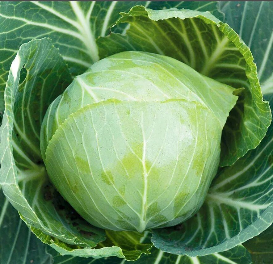 Капуста белокочанная ларсия f1,. Капуста белокочанная агрессор престиж. Капуста агрессор f1. Капуста профессор f1. Капуста агрессор f1.