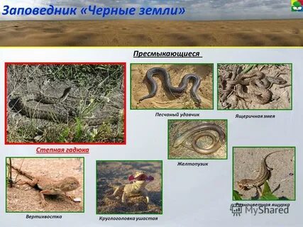 Что охраняют в заповедниках пустыни