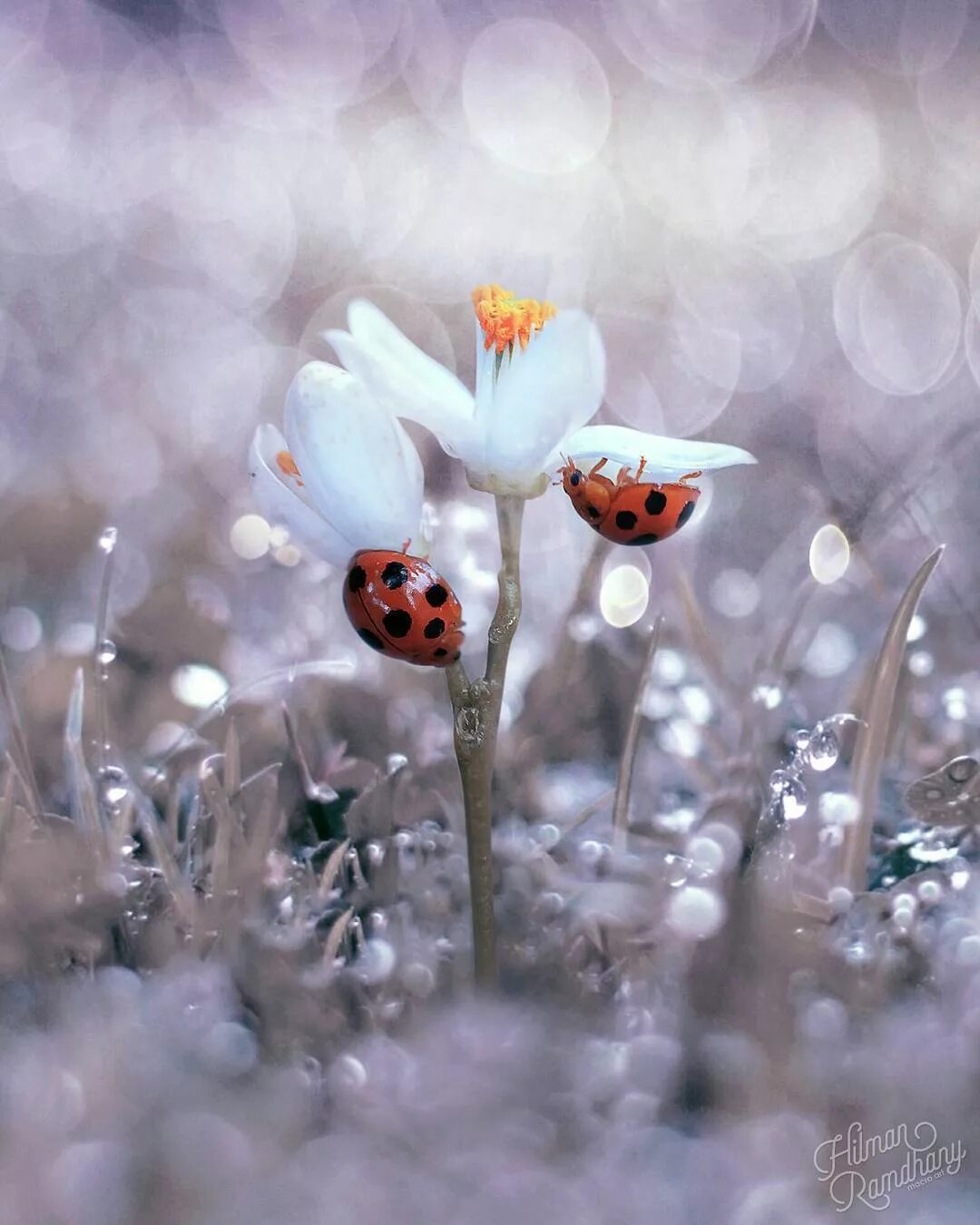 позитивная заставка на рабочий стол. доброе весеннее утро. необычные весенние картинки позитивные. цветы в кружке. иллюстрации художницы mila marquis.