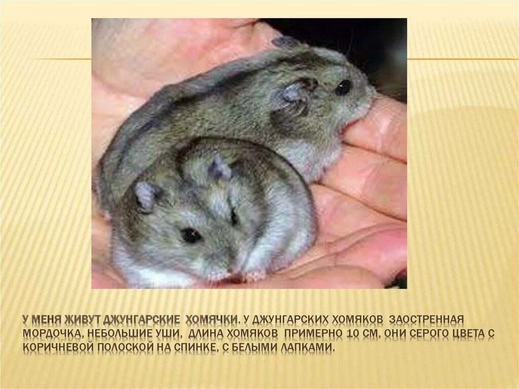 Интересные факты о джунгарских хомяках. Джунгарский хомячок жемчужного окраса. Доклад про хомяка. Классификация хомяка джунгарского. Рассказ про хомяка.