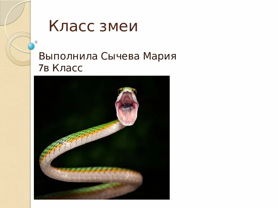 Змеи класс. Змеи презентация. Презентация про змей 1 класс. Змеи биология 7 класс