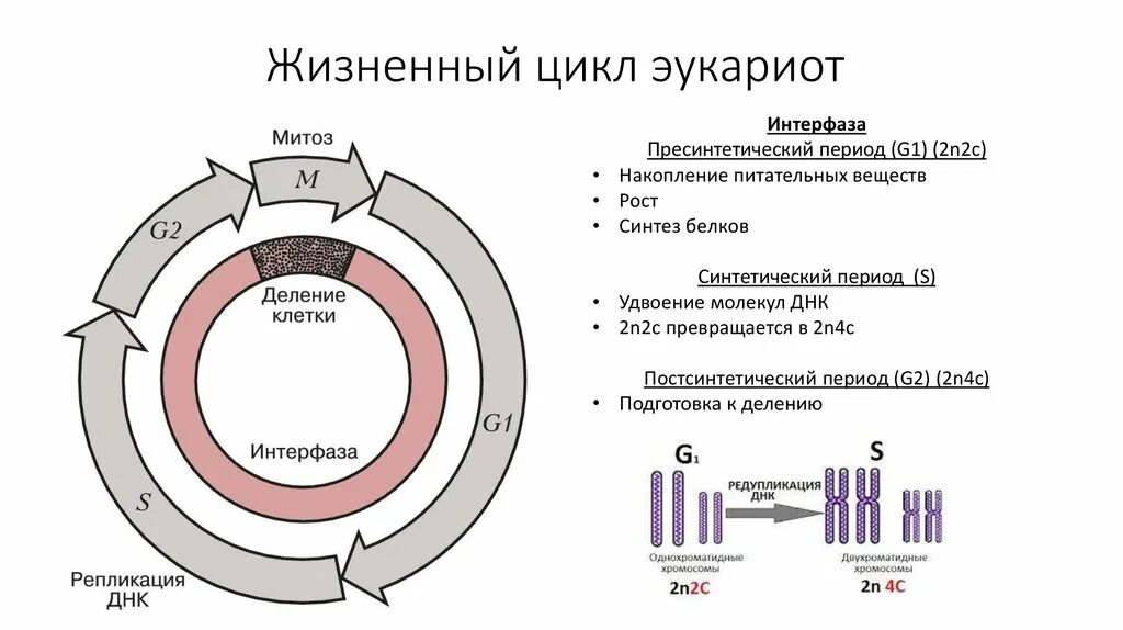 Описания процессов интерфазы клеточного цикла. Интерфаза делится на три периода. жизненный цикл клетки пресинтетический период. жизненный цикл клетки митоз схема. g1 период интерфазы.