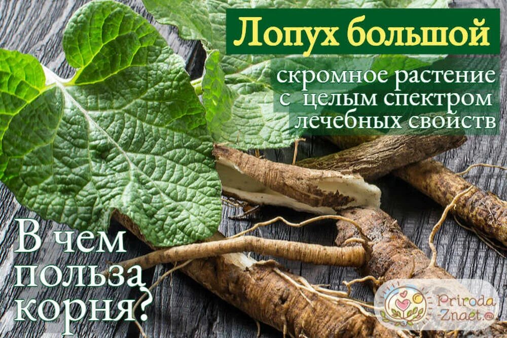 Корень лопуха для чего используется. Лопух корень. Корень лопуха полезные. Лечебные свойства лопуха корня лопуха. Корень лопуха лопух растение.