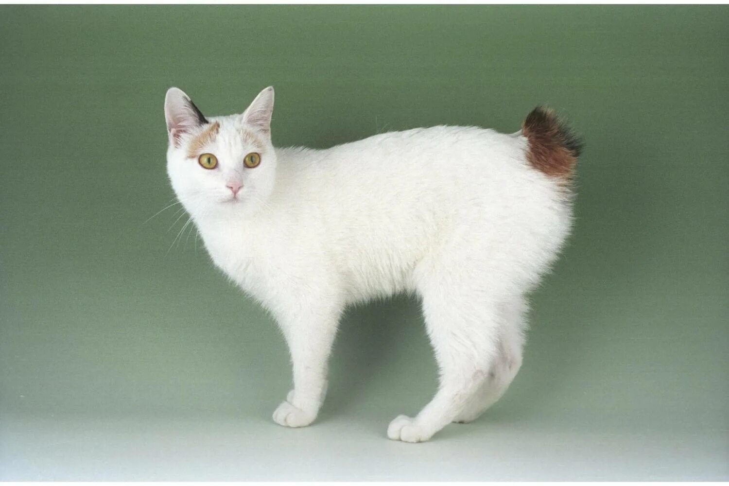 Порода кошек серо белого окраса. Кот японский бобтейл. Японский бобтейл длинношёрстный. Японский бобтейл короткошёрстный. Порода кошек японский бобтейл.