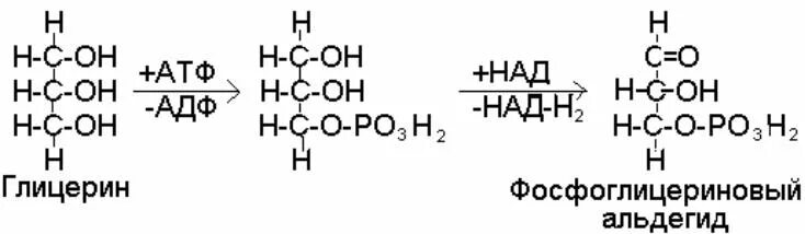 Глицерин атф. Глицерин в фосфоглицериновый альдегид. Превращение глицерина в фосфоглицеринового альдегид. Фосфоглицериновый альдегид окисление.