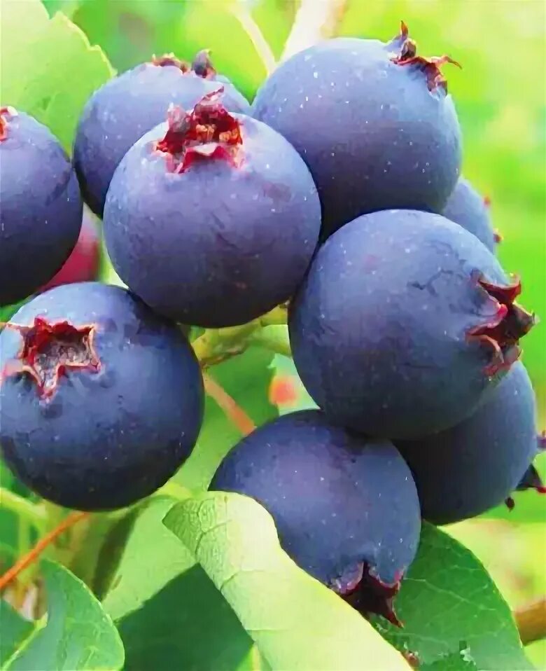 Ирга должна быть в каждом саду Amelanchier alnifolia, Berries, Garden center