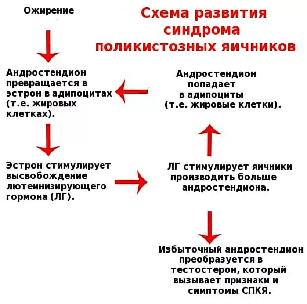 При поликистозе можно забеременеть. Синдром поликистозных яичников симптомы. Патогенез СПКЯ схема. Синдром поликистозных яичников ожирение. Синдром поликистозных яичников патогенез.