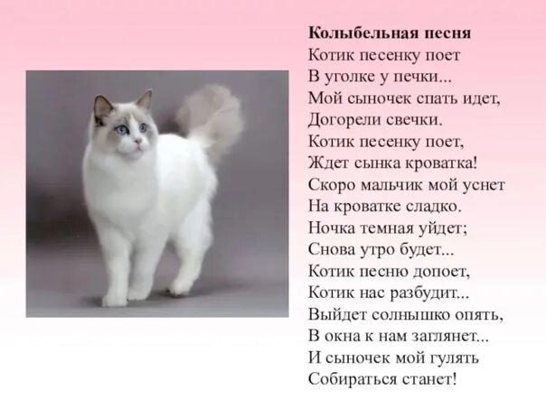 Песня про кота текст. Стих про котика для детей. стихи про котов для детей. текст про котиков. смешные стихи про котов для детей.