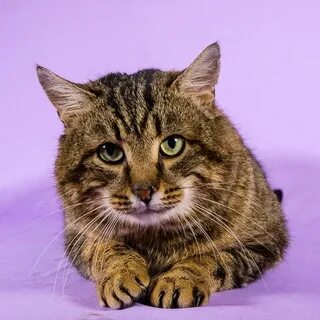 Котики y2k
