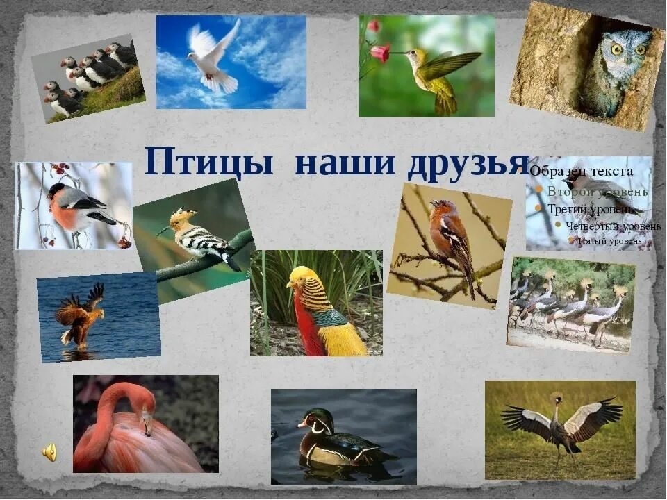 Птицы наши друзья. Пчитчы нашы друзя. Птицы наши друзья презентация. Птицы наши друзья классный час.