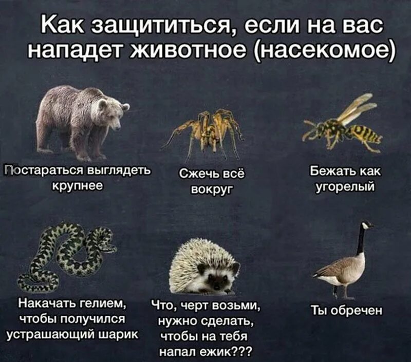 Как спастись от животных. Что делать если на тебя напал медведь. как защититься от животных. что делать если на тебя напал медведь в лесу. что делать если напал медведь.
