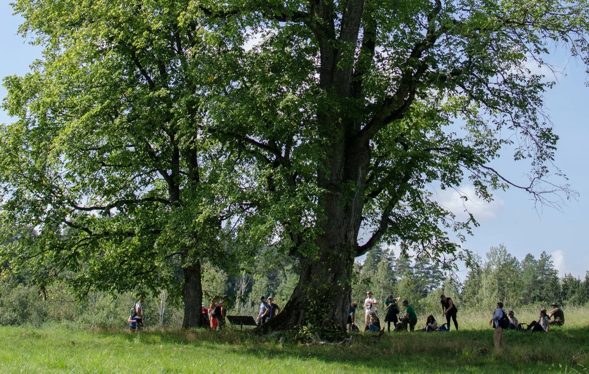 Под наши густые старинные вязы на отдых