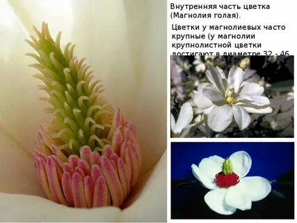 Магнолиевые не самая примитивная группа растений