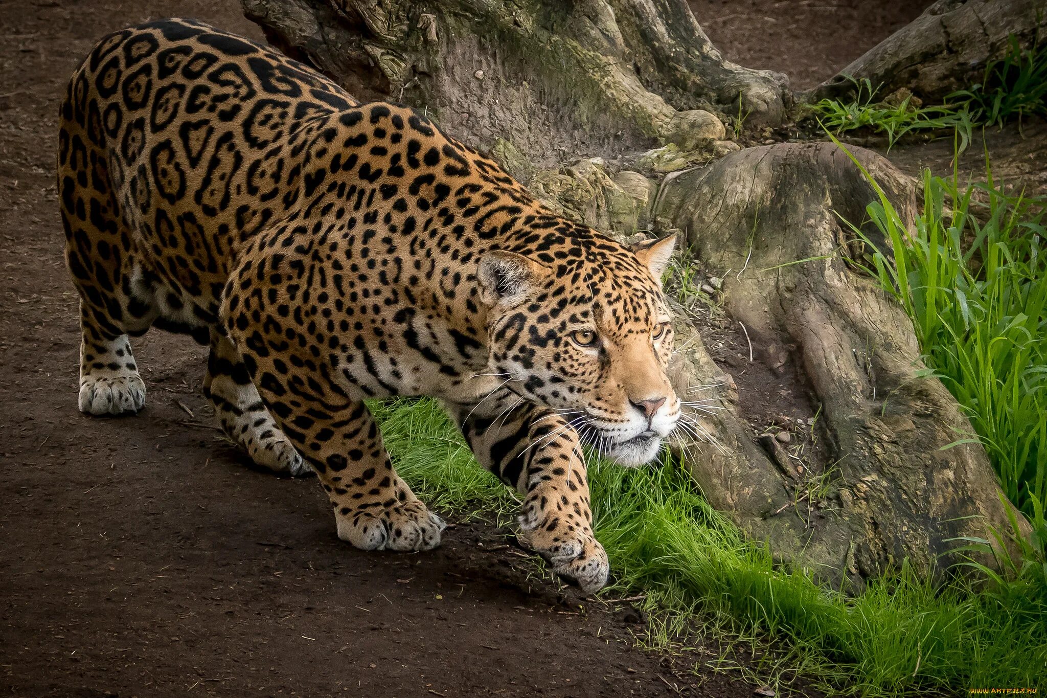 Ягуар животное. Южноамериканский Ягуар. Ягуар дикий (Jaguar Wild). Ягуар хищник.