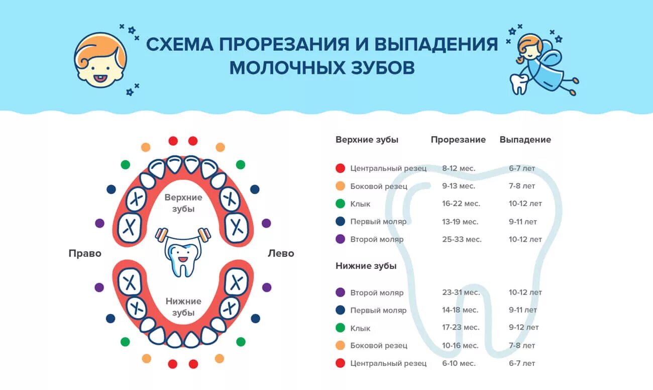 Во сколько выпадают первые зубы. Молочные зубы порядок прорезывания. коренные зубы порядок прорезывания. схема прорезывания коренных зубов. молочные зубы у детей схема прорезывания и выпадения.
