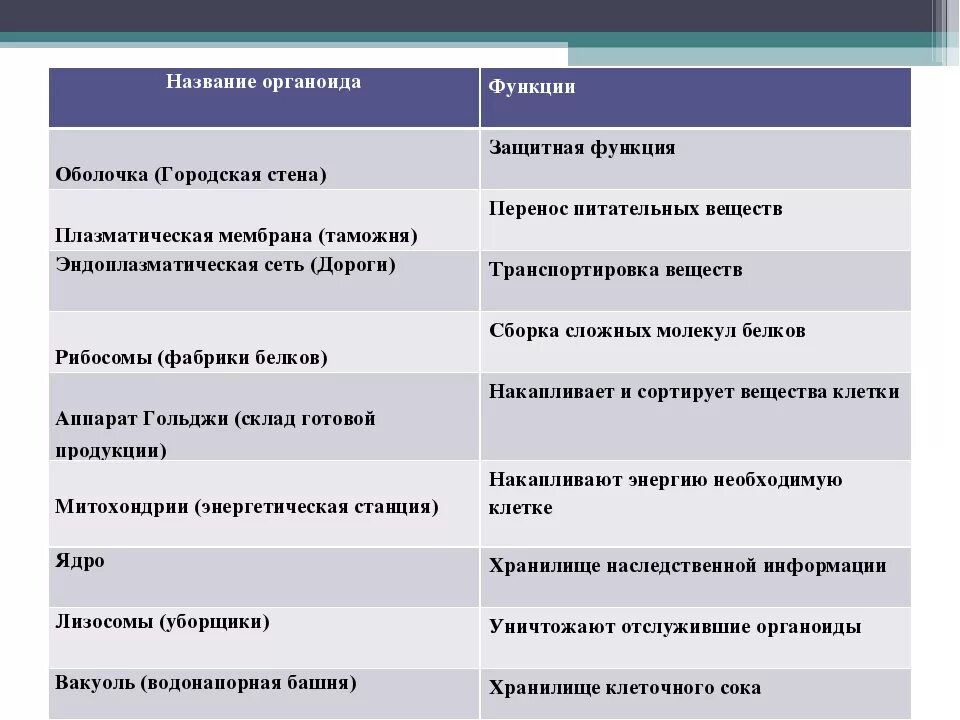 Разработка урока биологии по теме:"Строение клетки". 5 класс - биология, презент