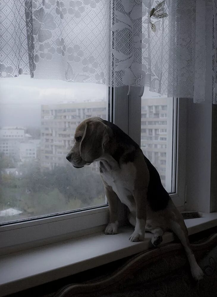 Собака лает на окно. Щенок на окно. собака скучает. собака в окне. собака ждет.