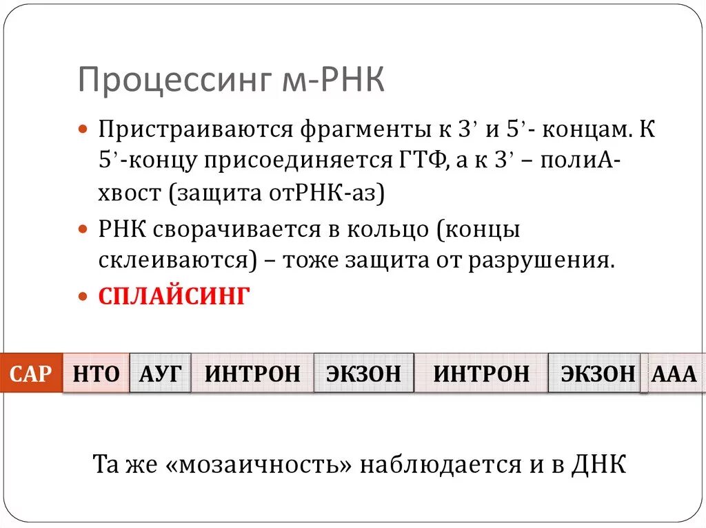 Этапы процессинга РНК. Основные этапы процессинга РНК. Процессинг МРНК. Процессинг Биосинтез белка.