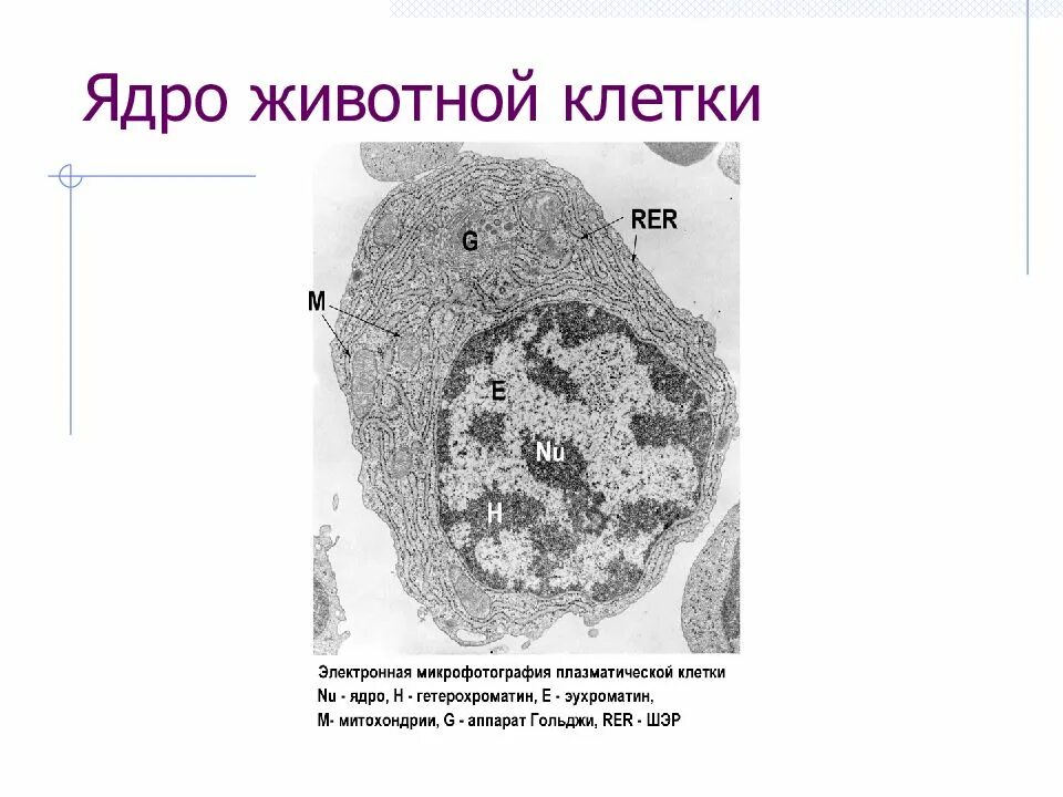 Где ядро клетки. Строение ядра животных клеток. ядро клетки электронная микрофотография. строение ядрышка в клетке животного. строение ядрышка животной клетки.