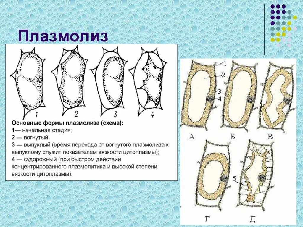Плазмолиз и деплазмолиз лабораторная работа. Тургор плазмолиз деплазмолиз. типы плазмолиза растительной клетки.