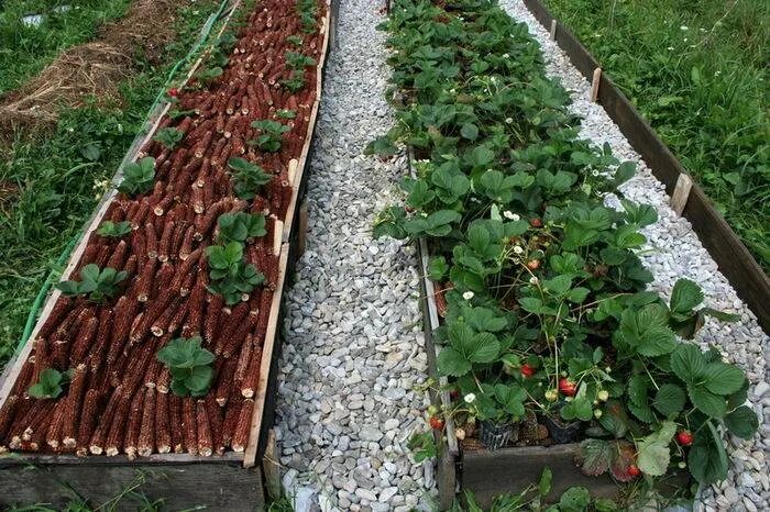 Можно сажать клубнику рядом разные сорта