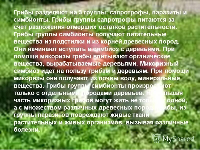 Какое основание позволило разделить грибы. Доклад на тему грибы. Презентация на тему грибы. Информация о грибах паразитах. Доклад про грибы.