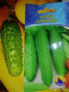 Огурец сорта конкурент